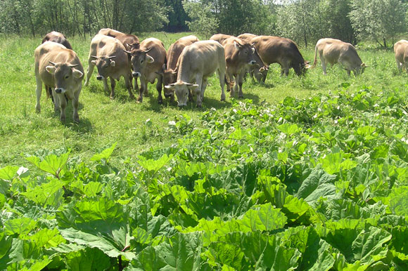 Günztal Weiderind – naturnahe Weidewirtschaft für eine gute Zukunft