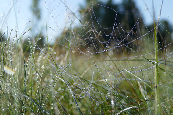 Die Welt aus Insektensicht