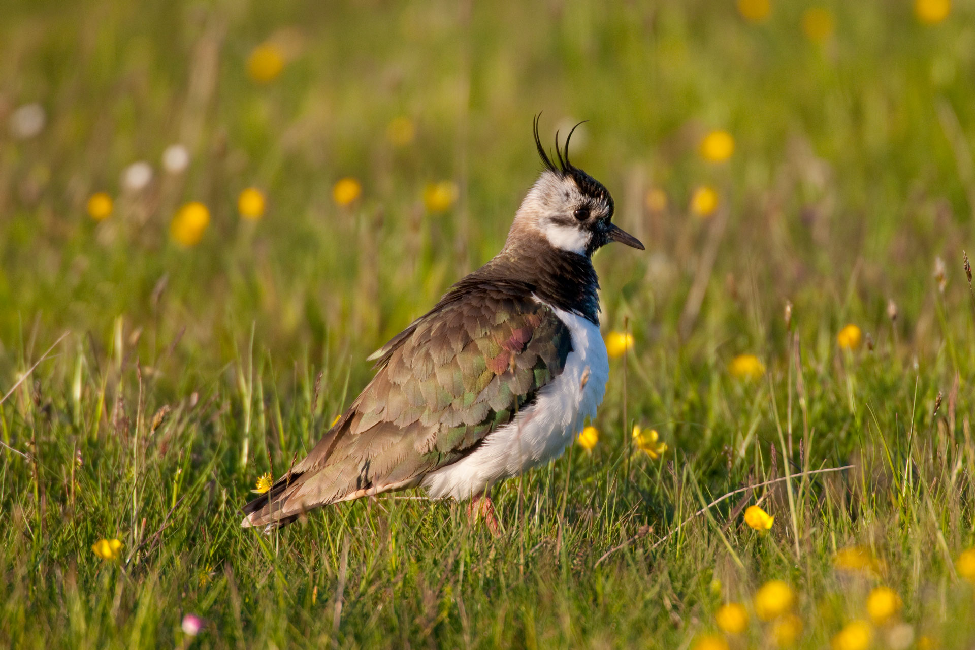 Gefiederte Faszination