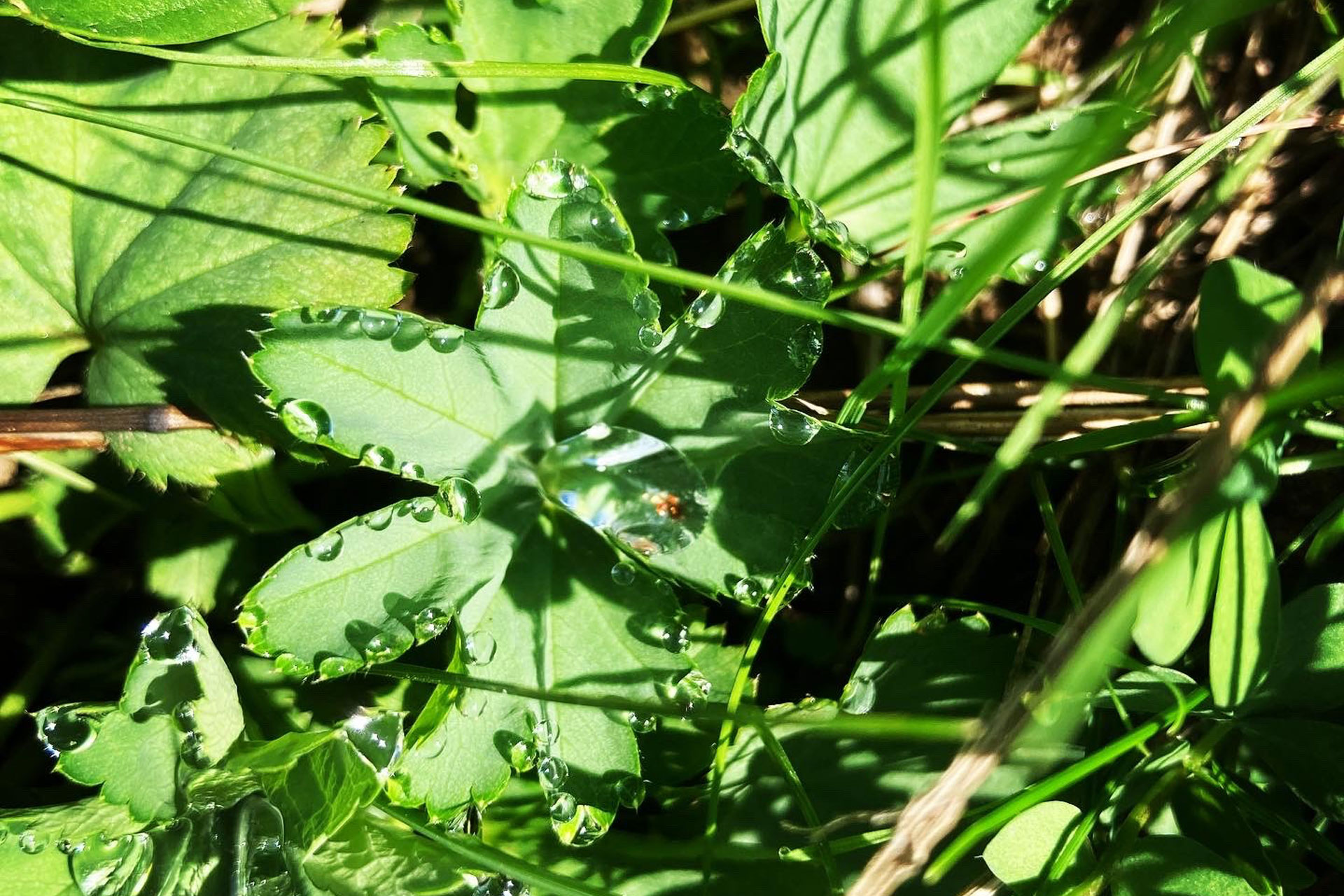 Brauchtum & Kräutervielfalt